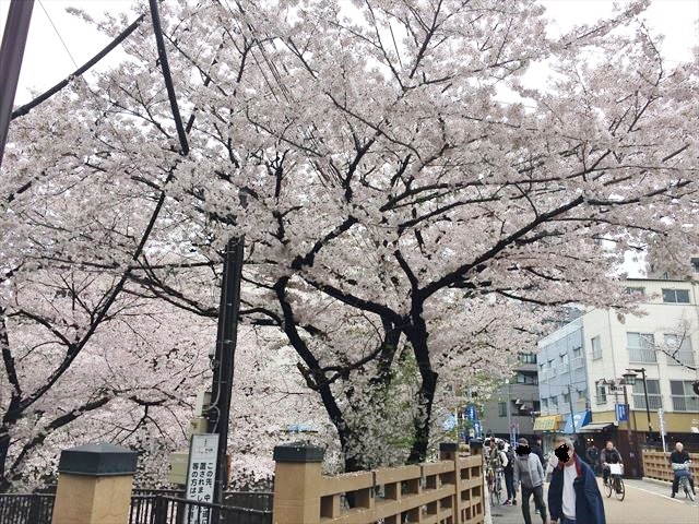 東京板橋区 なんで板橋っていうの 伝説の板橋に行ってみた 桜が絶景 なみさ日記